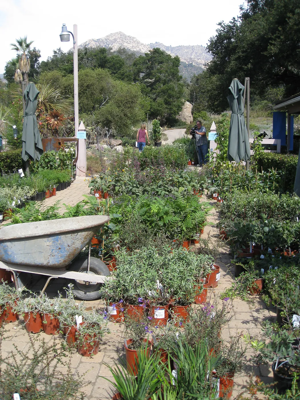 Fall Plant Sale set-up