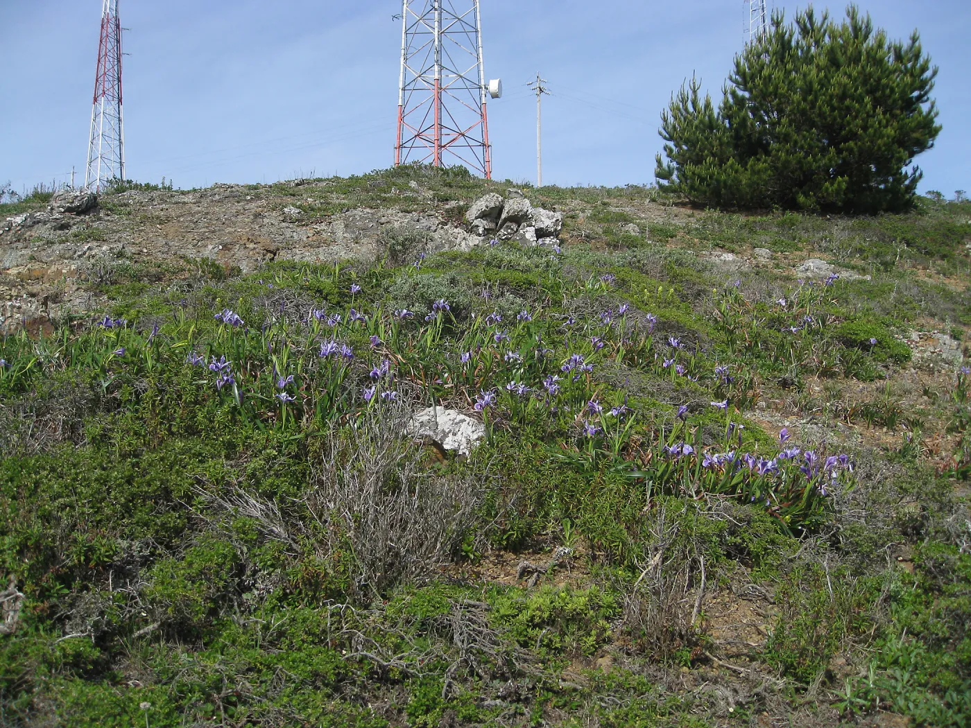 San Bruno Mountain