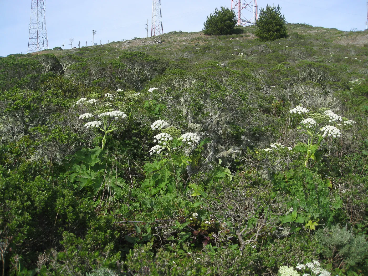 San Bruno Mountain