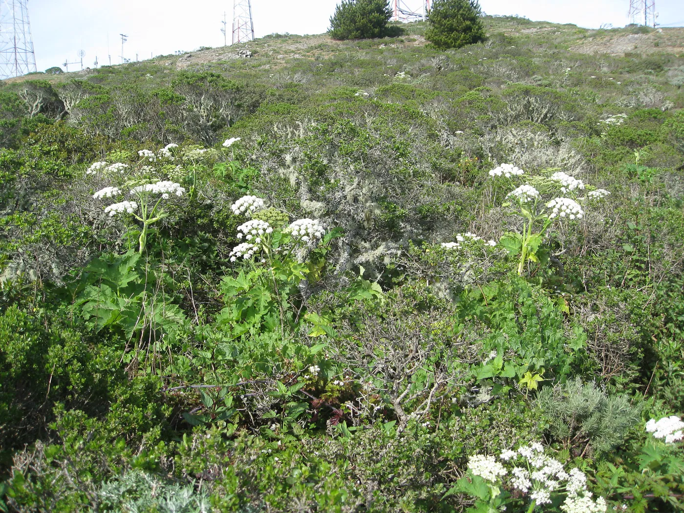 San Bruno Mountain