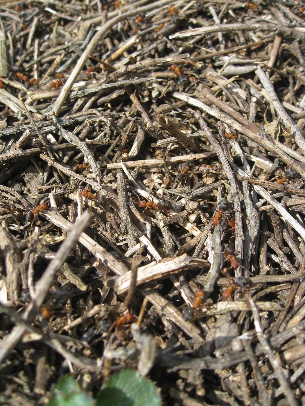 San Bruno Mountain, ant nest