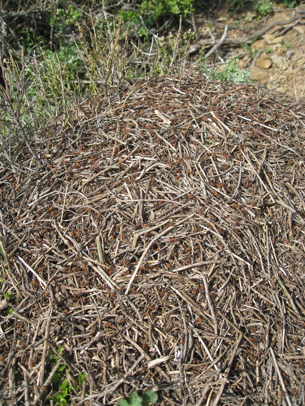 San Bruno Mountain