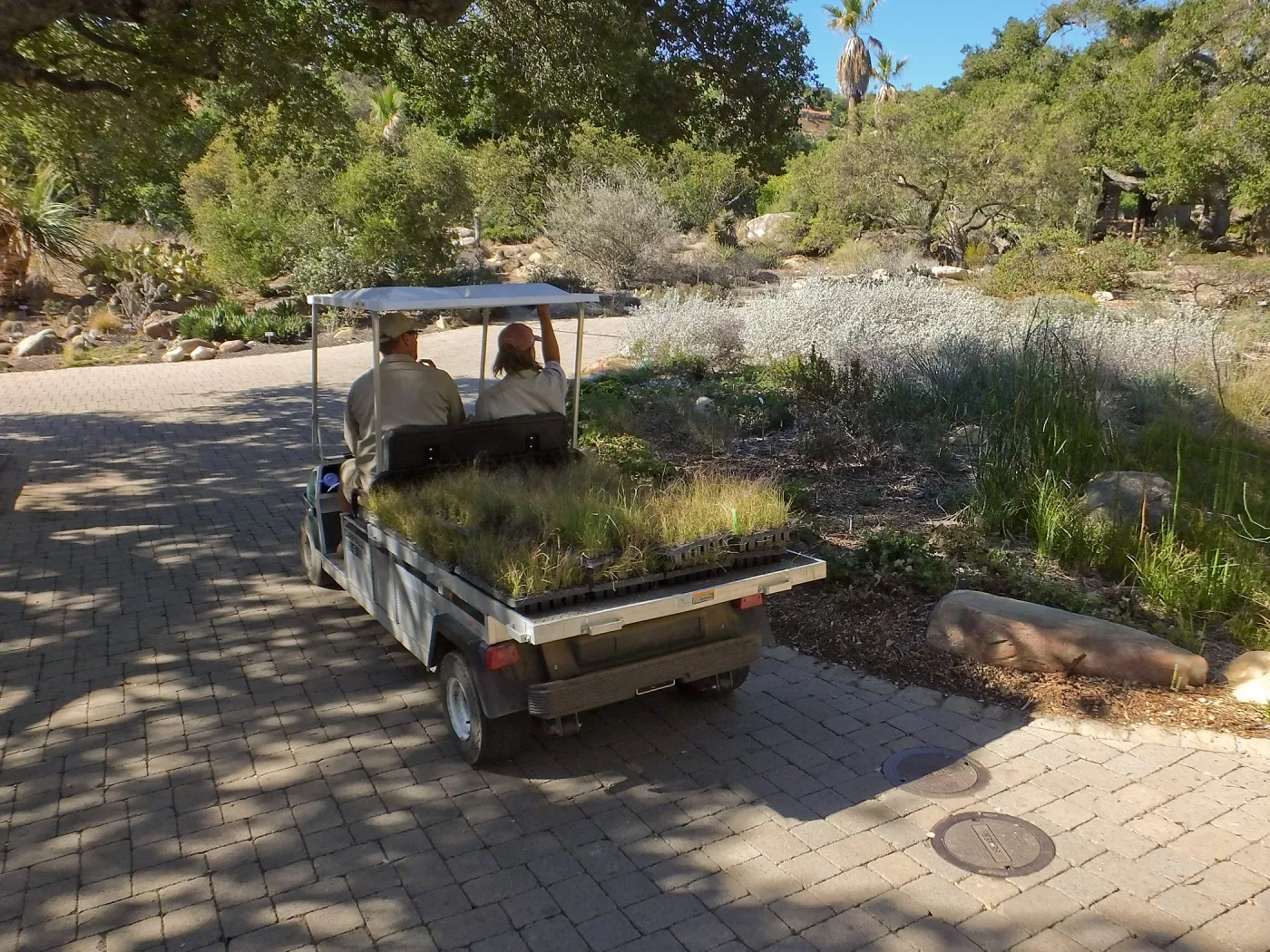 Meadow Revival Project, Blue Gramma Plug Planting