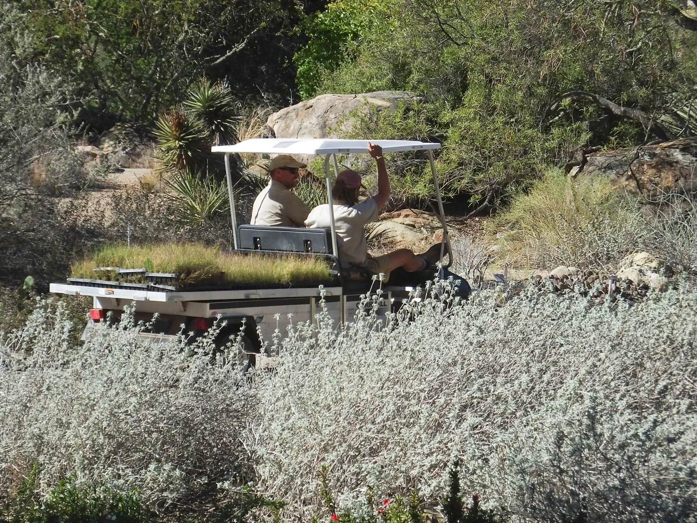 Meadow Revival Project, Blue Gramma Plug Planting