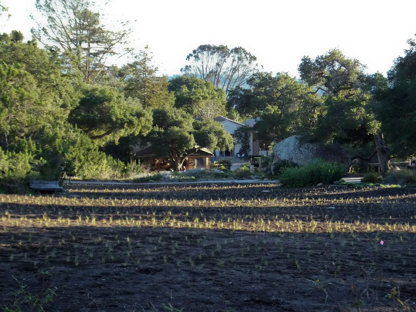 Meadow Revival Project, Blue Gramma Plug Planting
