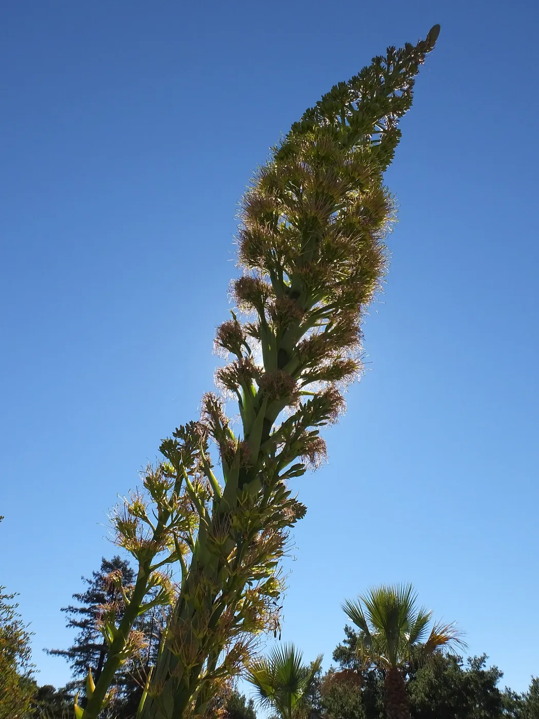 Agave 'David Verity'