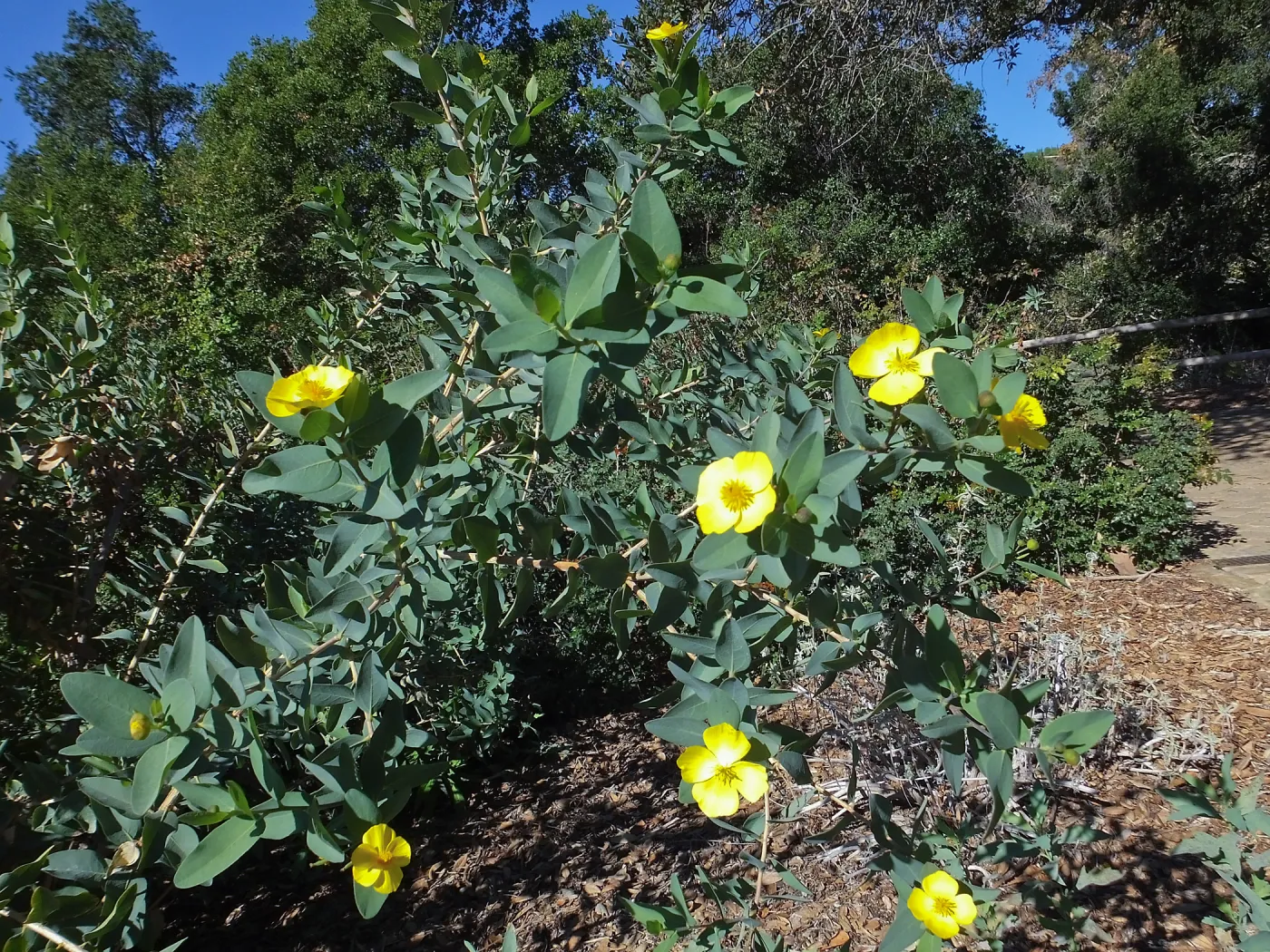 Island Bush Poppy