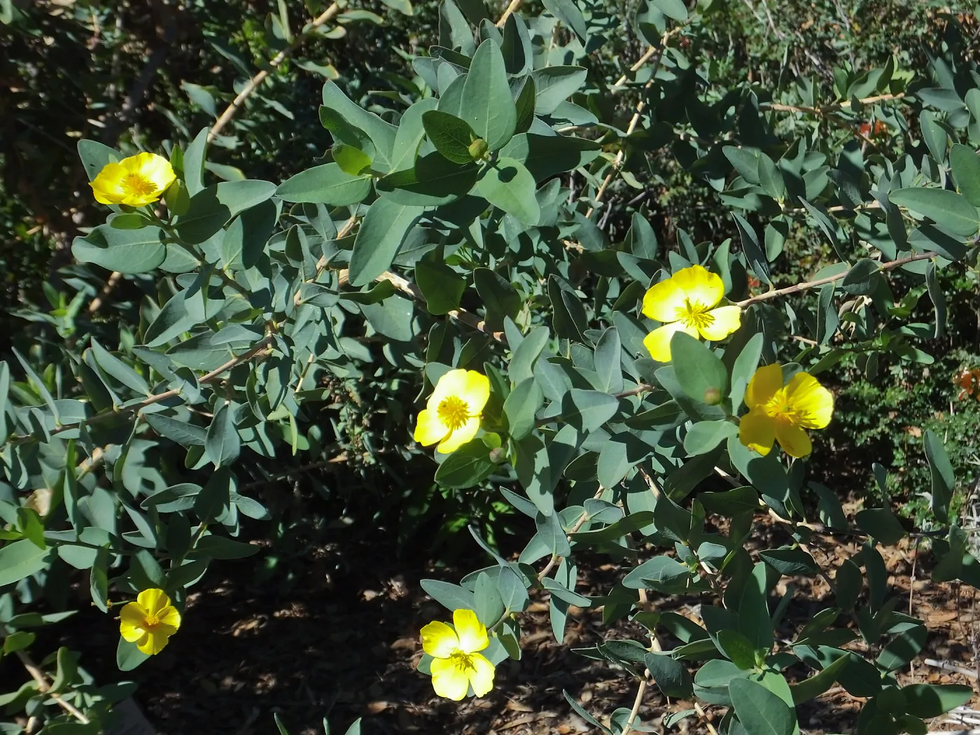 Island Bush Poppy