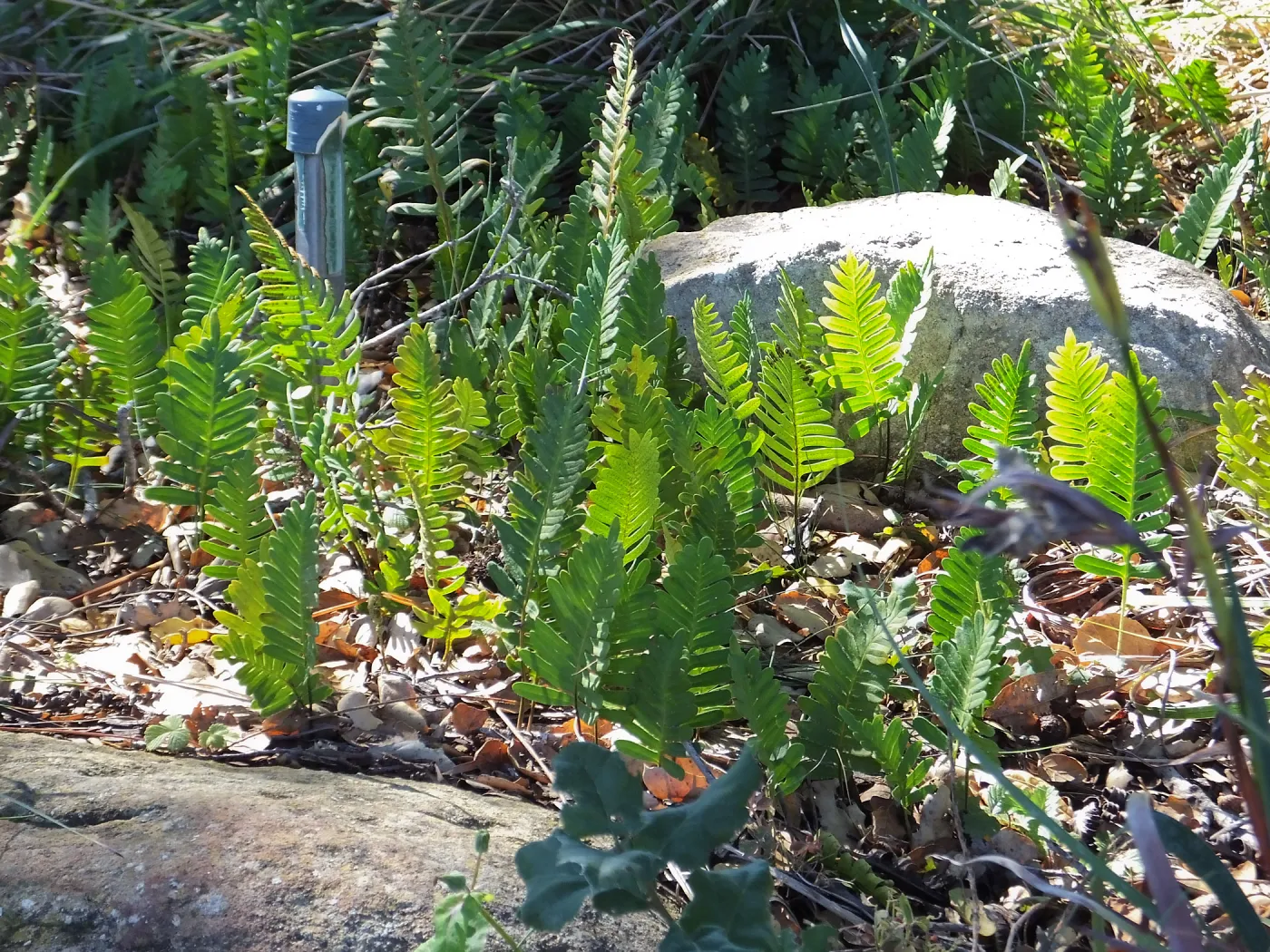California Polypody