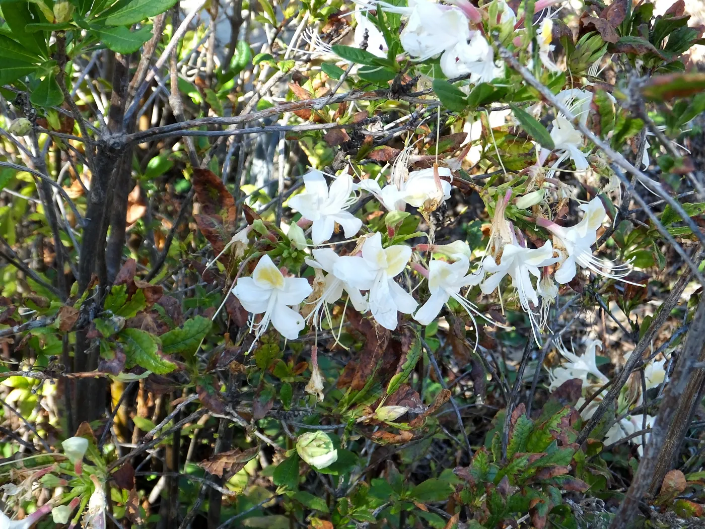 Western Azalea