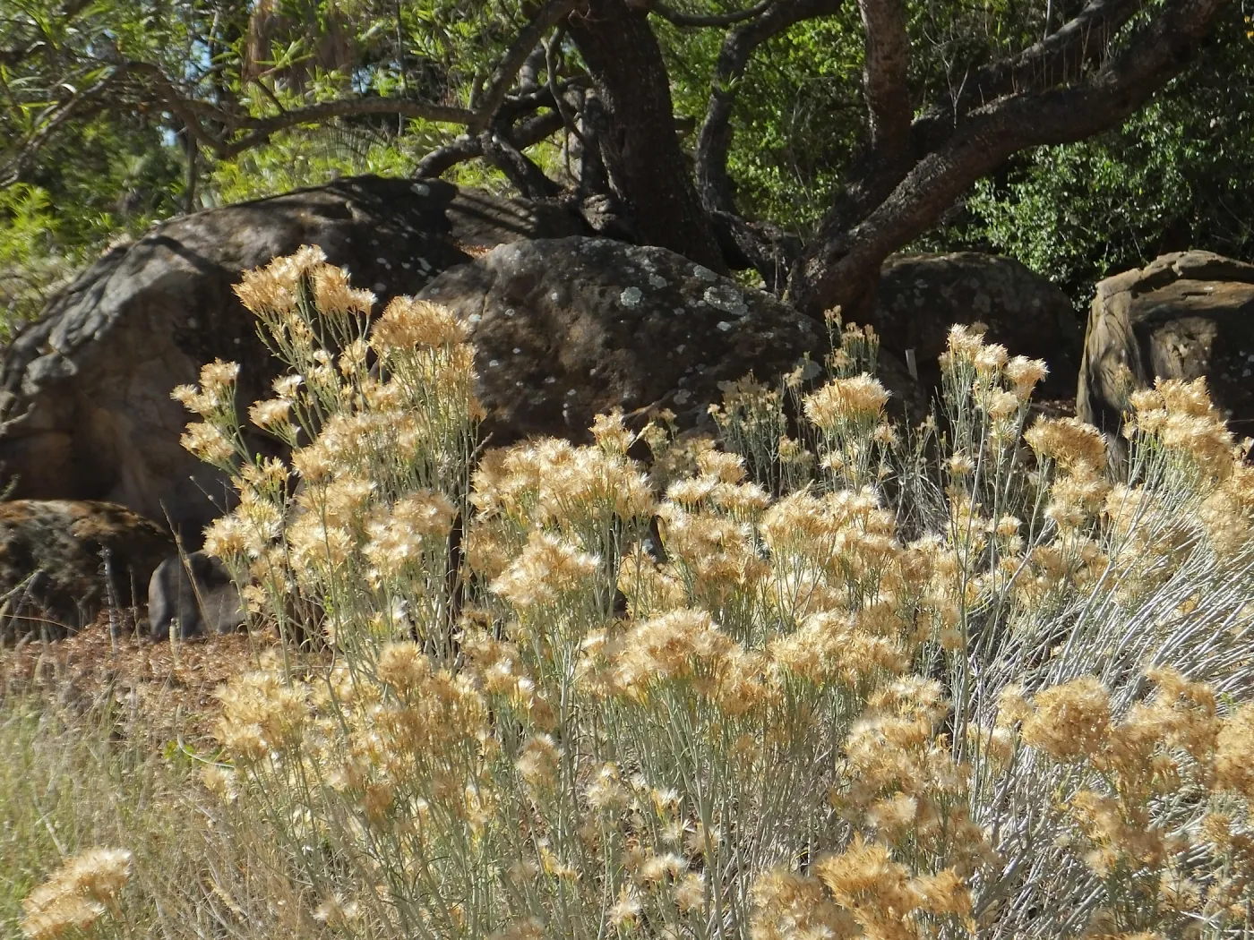 Rabbitbrush