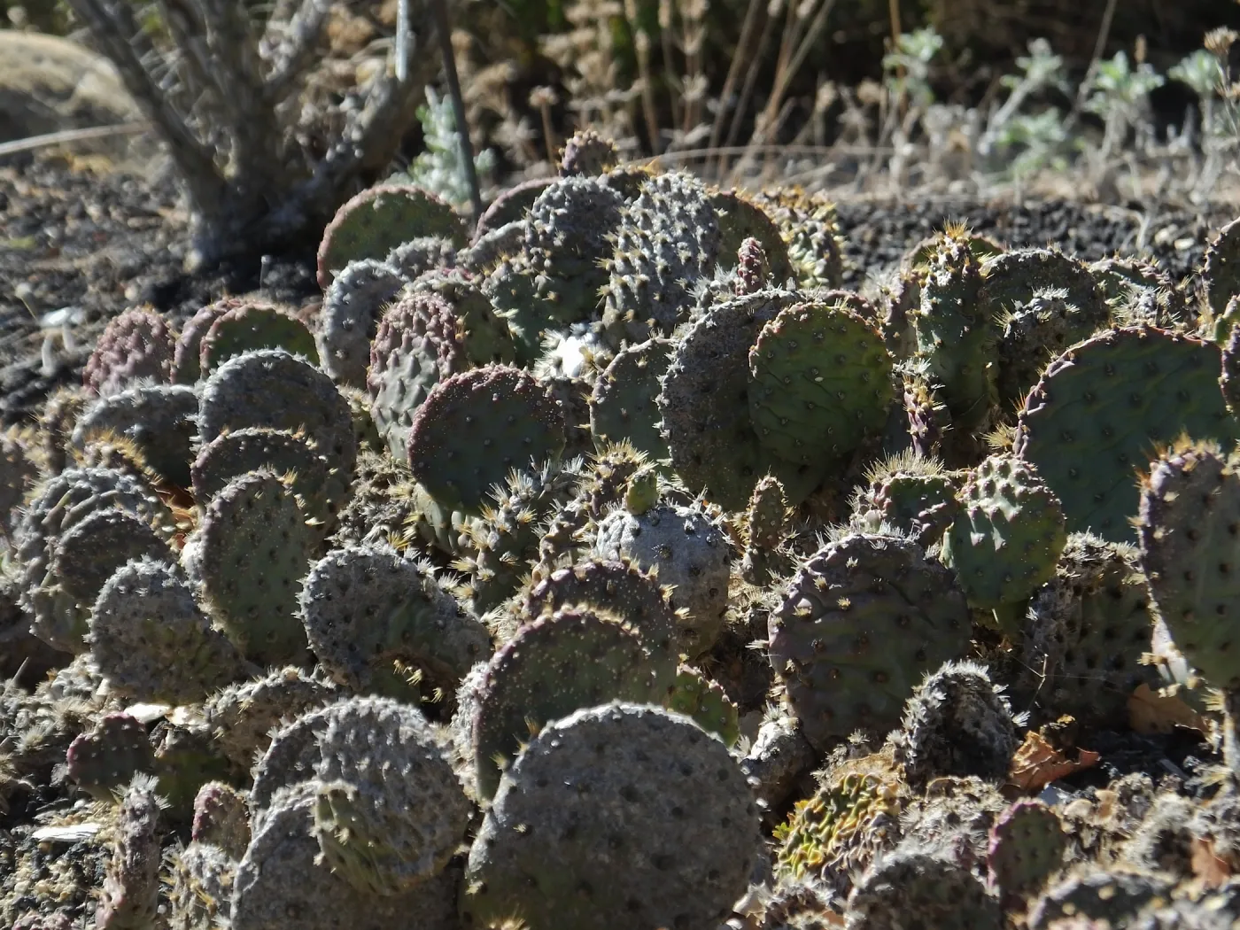 Opuntia (Prickly-pear)