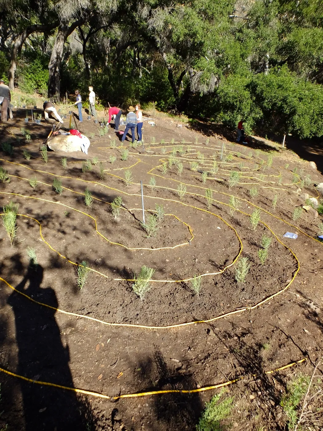 Centennial Maze Planting