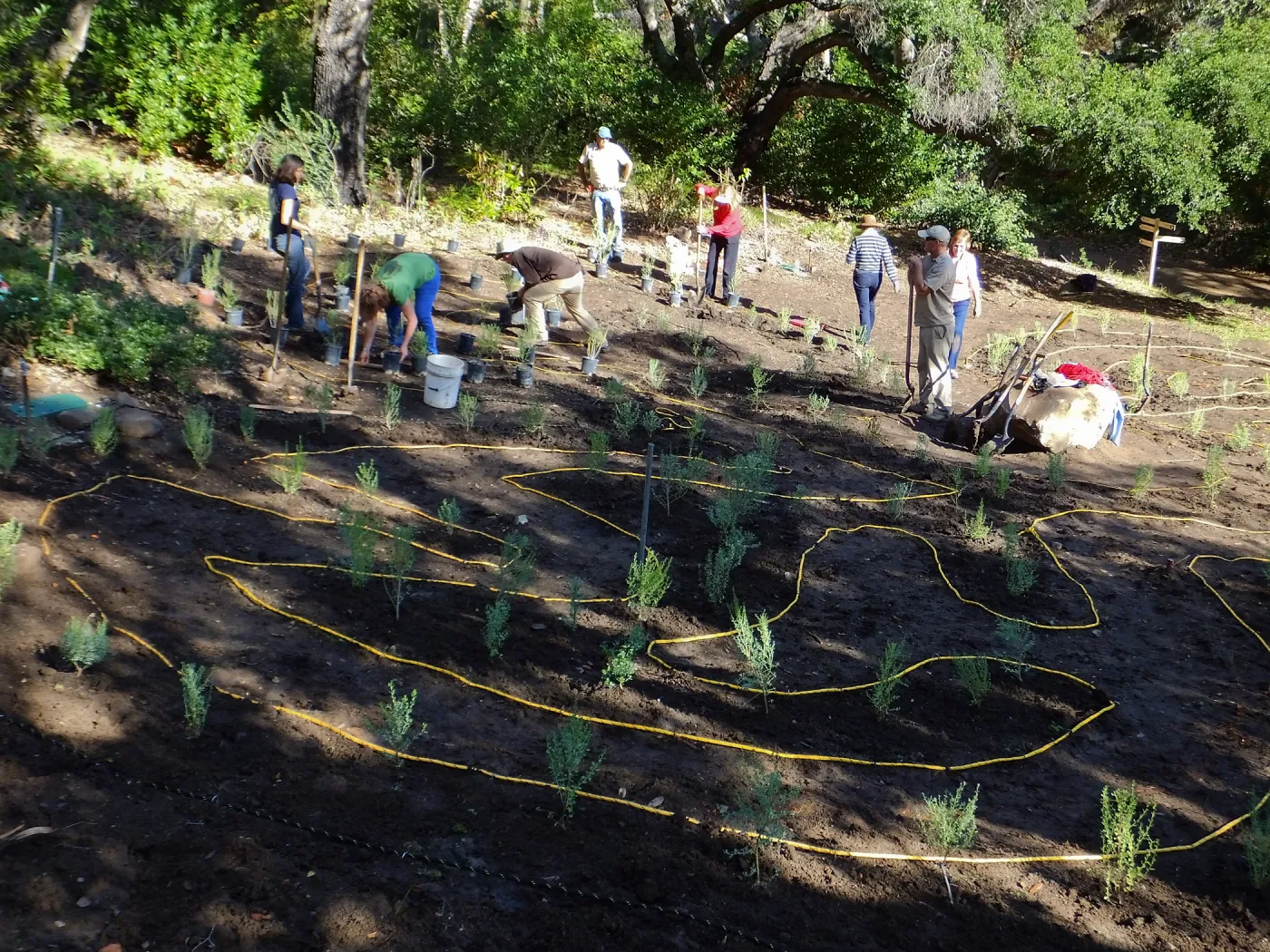 Centennial Maze Planting