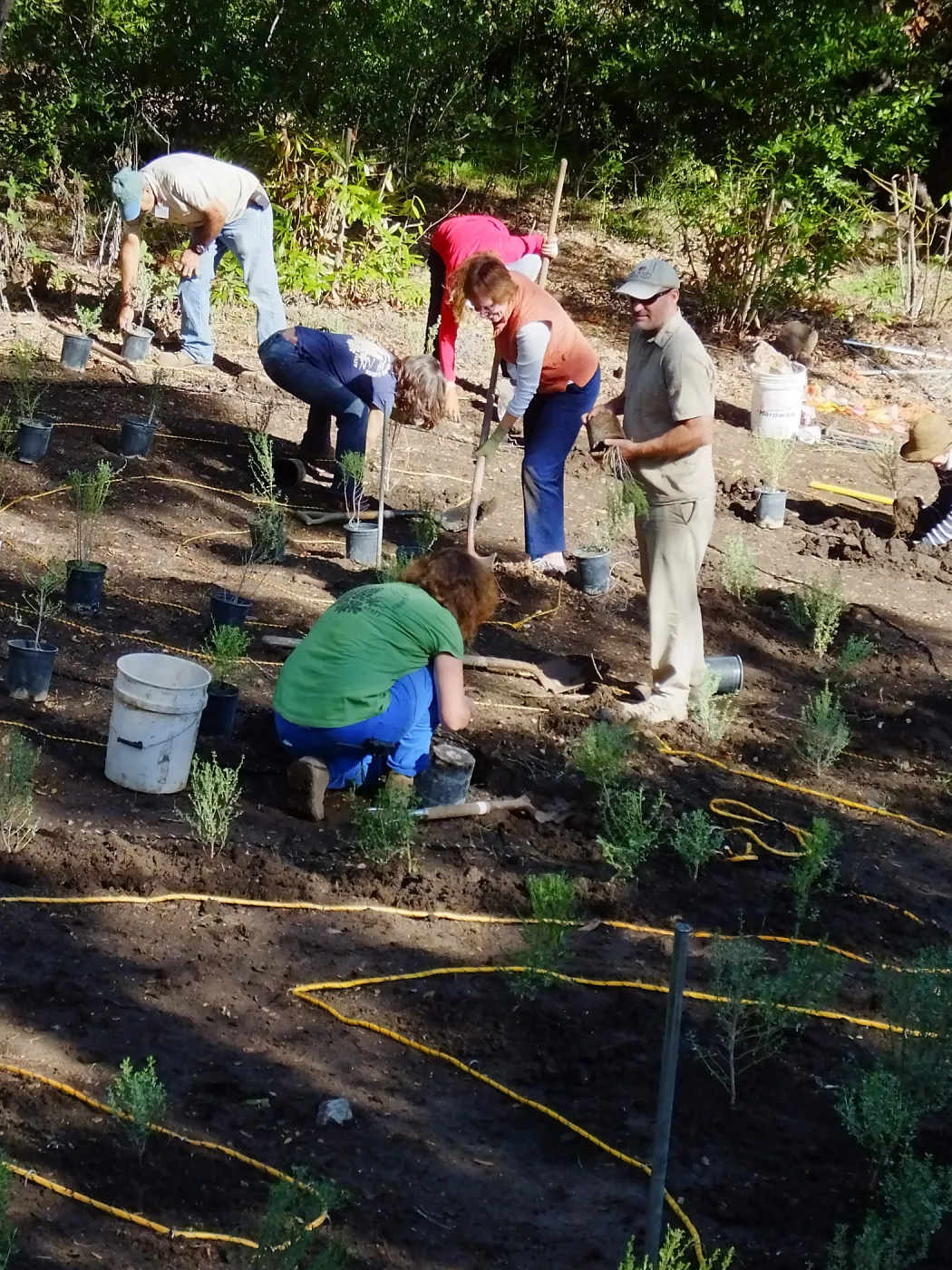 Centennial Maze Planting
