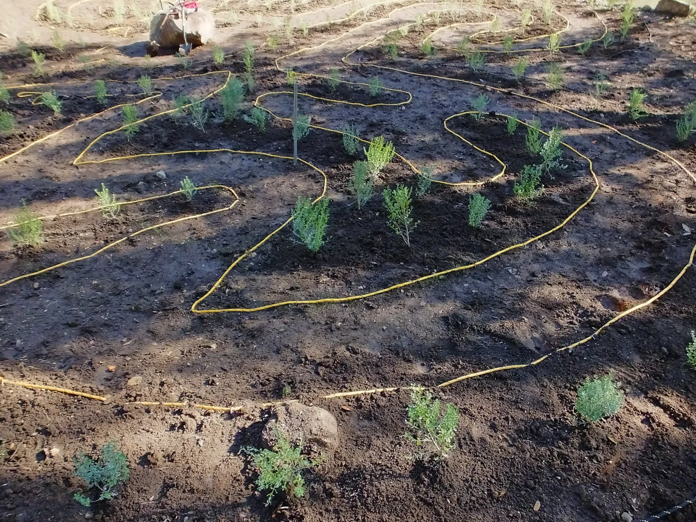 Centennial Maze Planting