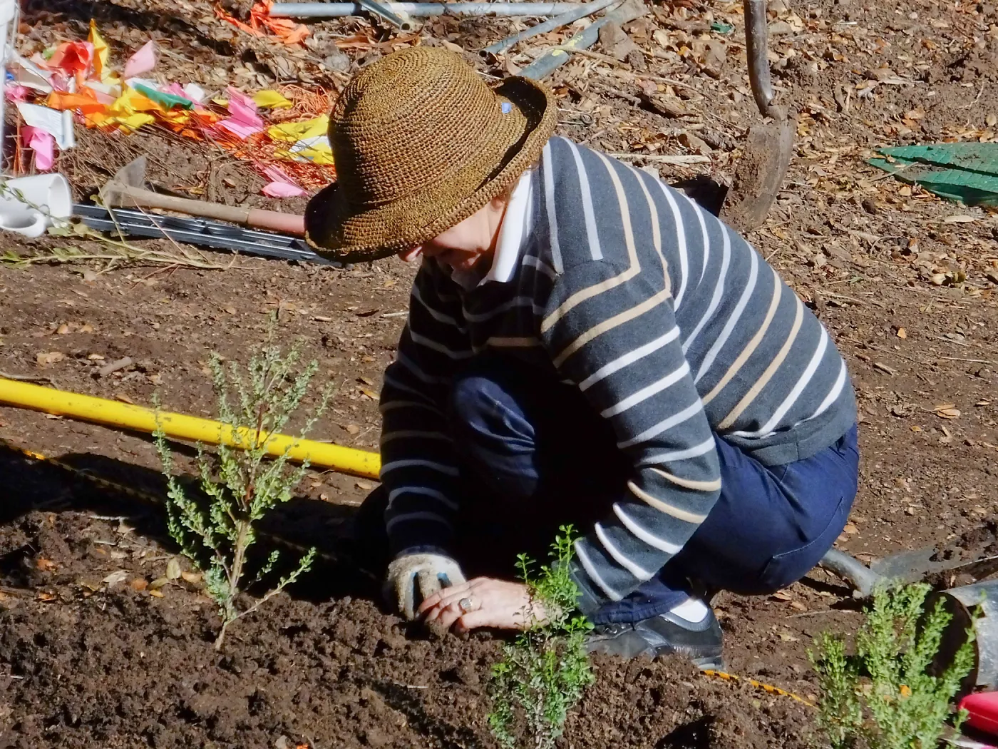 Centennial Maze Planting