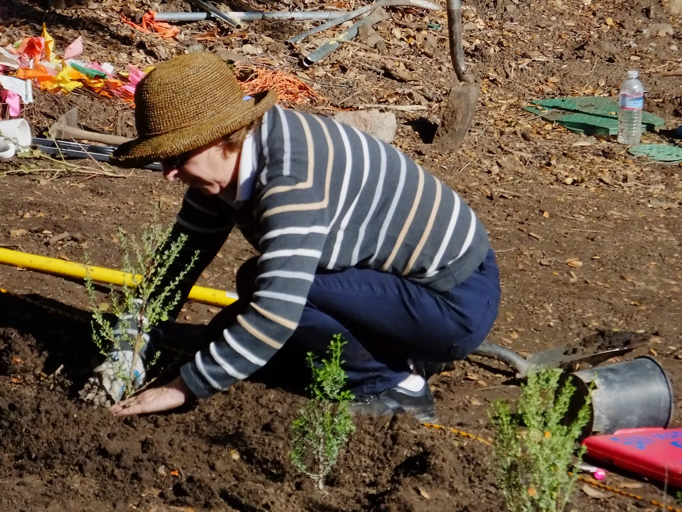 Centennial Maze Planting