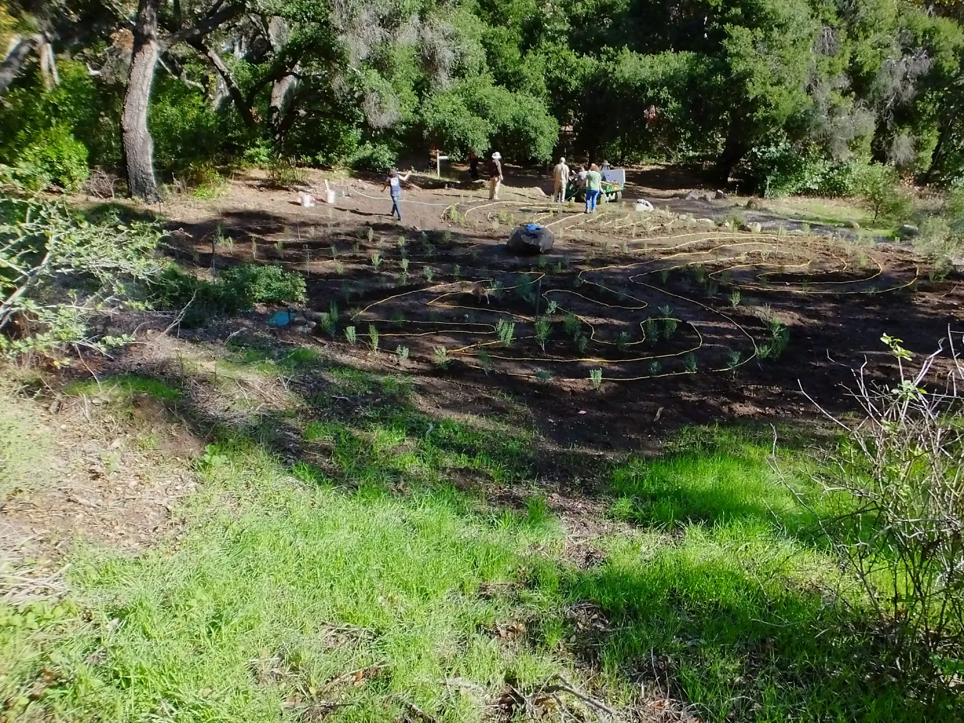 Centennial Maze Planting