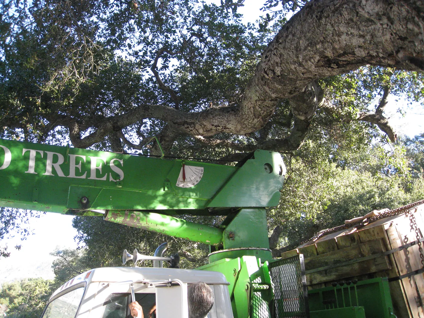2012 Meadow Oaks Planting, Berylwood Tree Farms