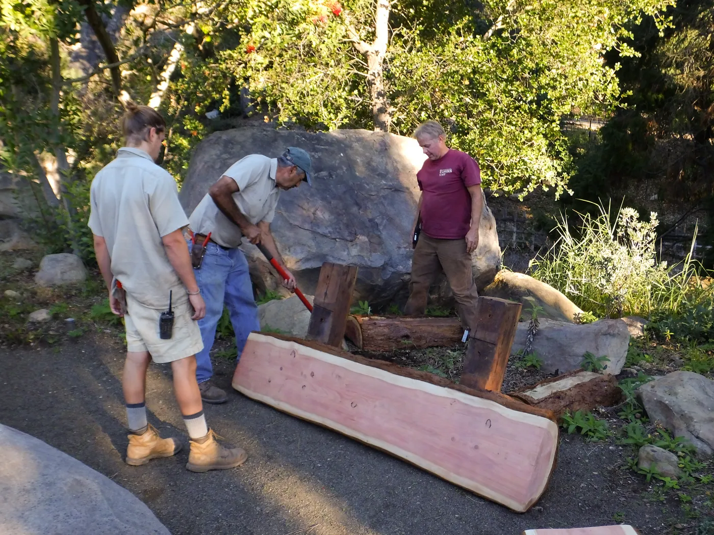Installation of the Bobbie Jones bench, made from the giant sequoia removed from the Arroyo Section