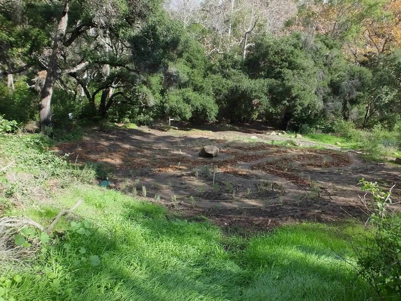 Centennial Maze