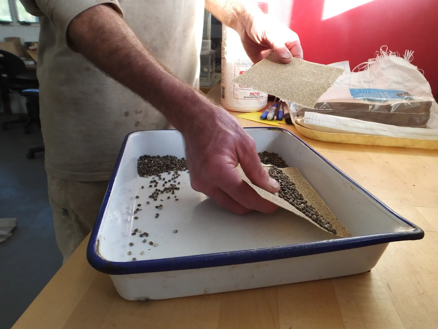 Meadow Restoration year 2, scarifying lupine seeds (sequence frame)