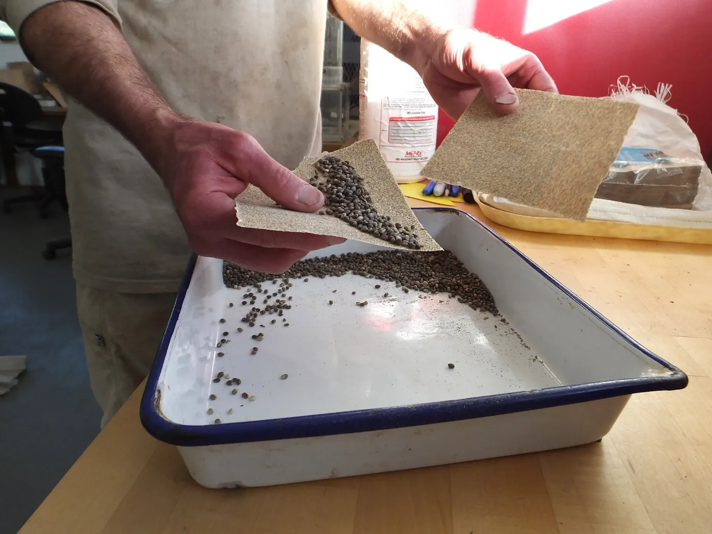 Meadow Restoration year 2, scarifying lupine seeds (sequence frame)