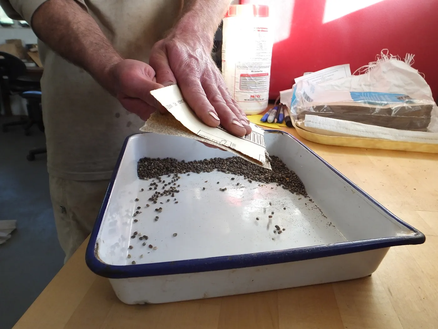Meadow Restoration year 2, scarifying lupine seeds (sequence frame)