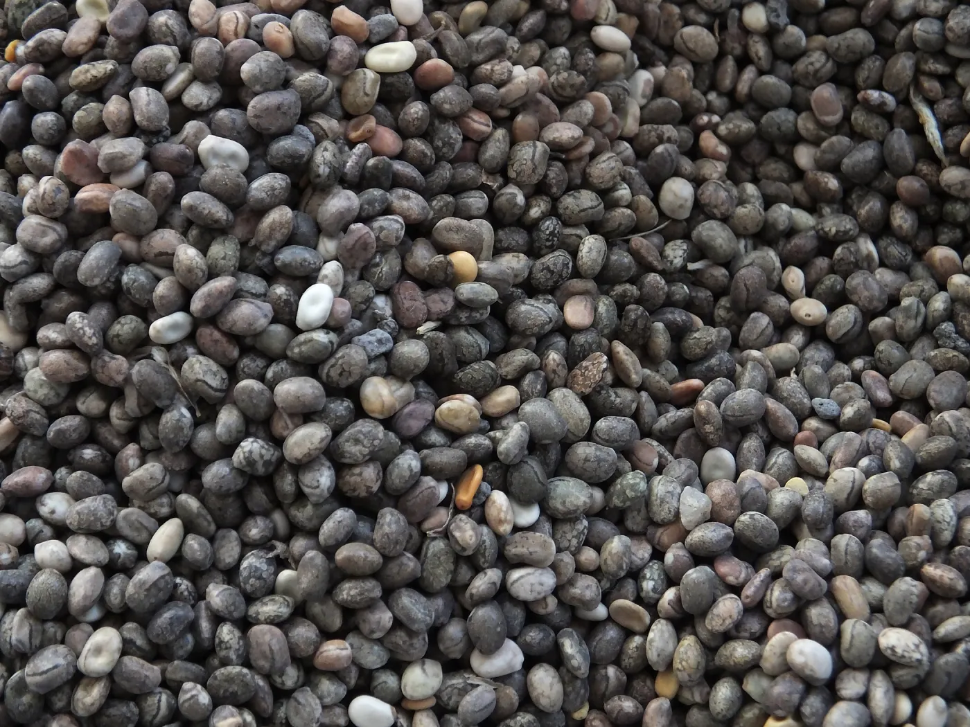 Meadow Restoration year 2, lupine seeds