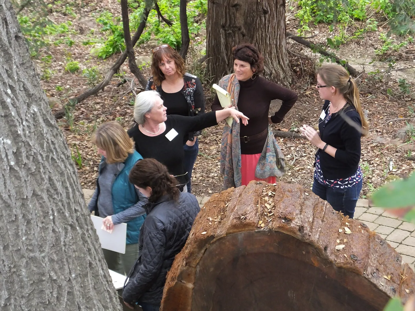 SBBG staff reviewing design for redwood round interpretive sign