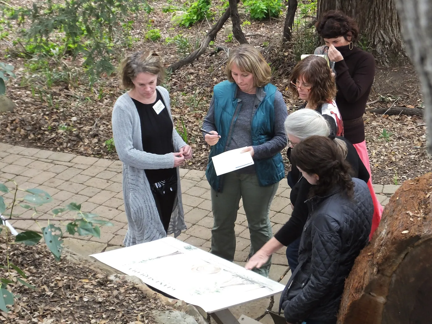 SBBG staff reviewing design for redwood round interpretive sign