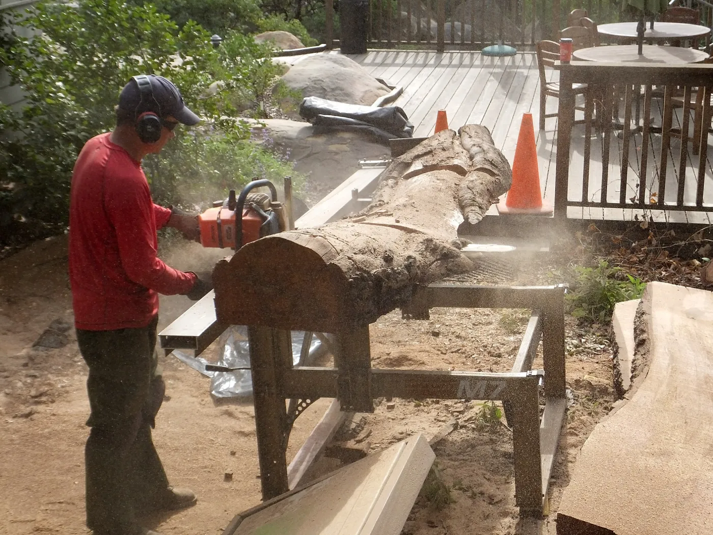 Trunk of former Cottage Oak (Coastal Live Oak) being milled into slabs by Ed Smith of Local Wood