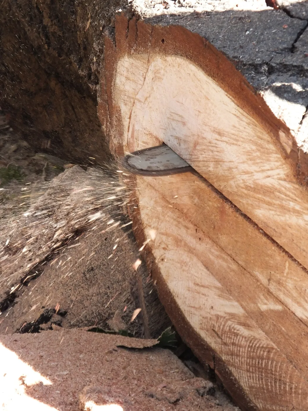 Trunk of former Cottage Oak being milled into slabs