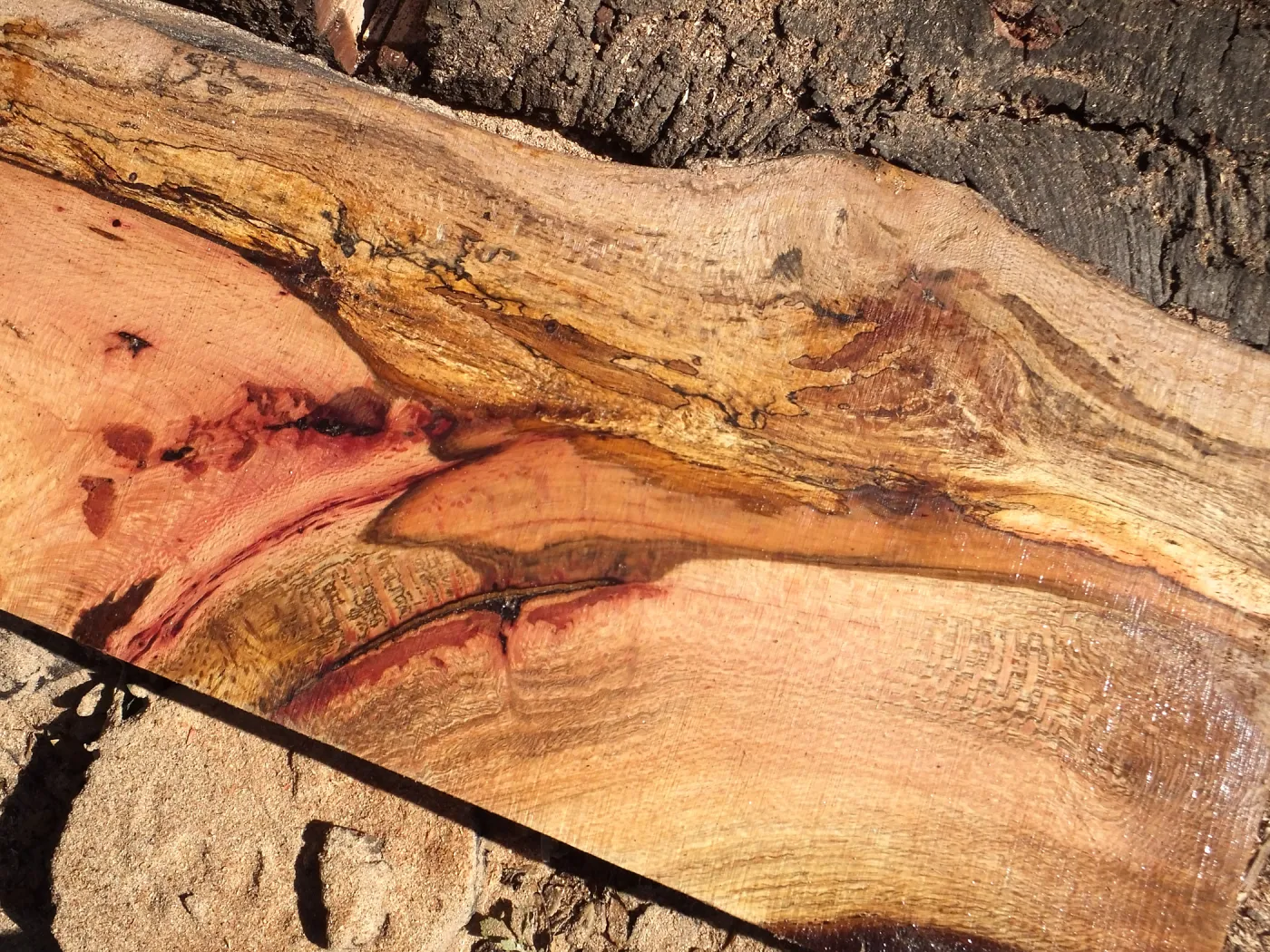 Trunk of former Cottage Oak (Coastal Live Oak) being milled into slabs