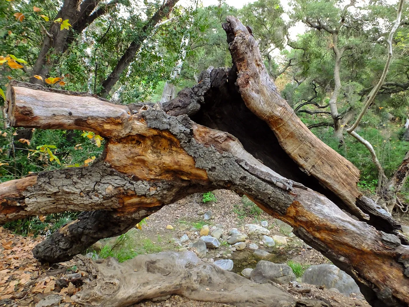 Fallen Oak