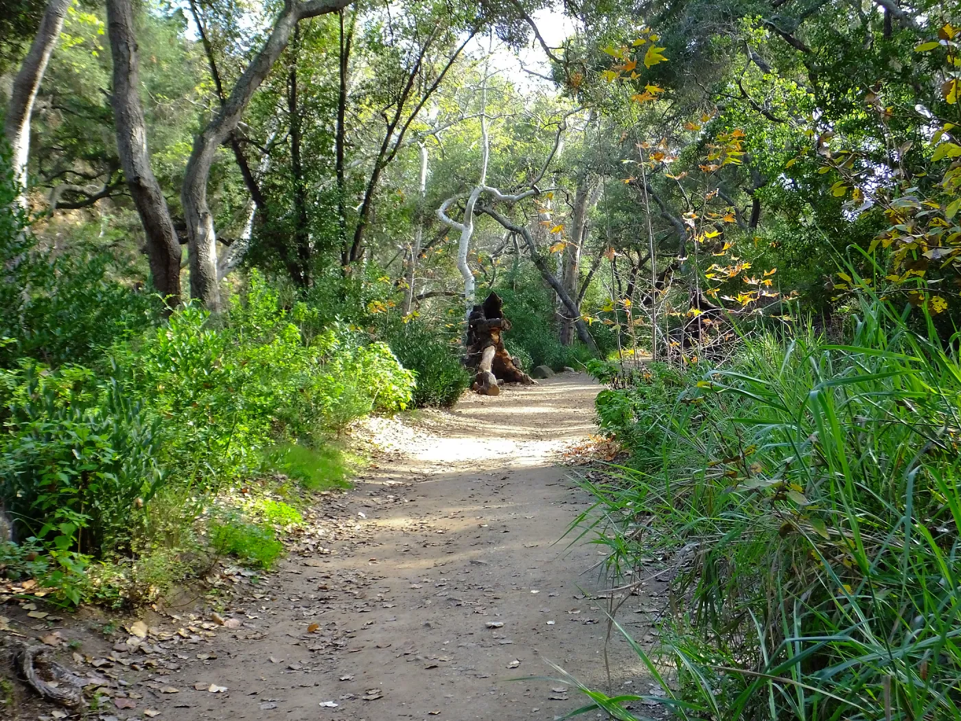 Canyon Trail