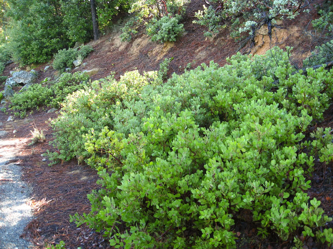 Arctostaphylos glandulosa East Camino Cielo