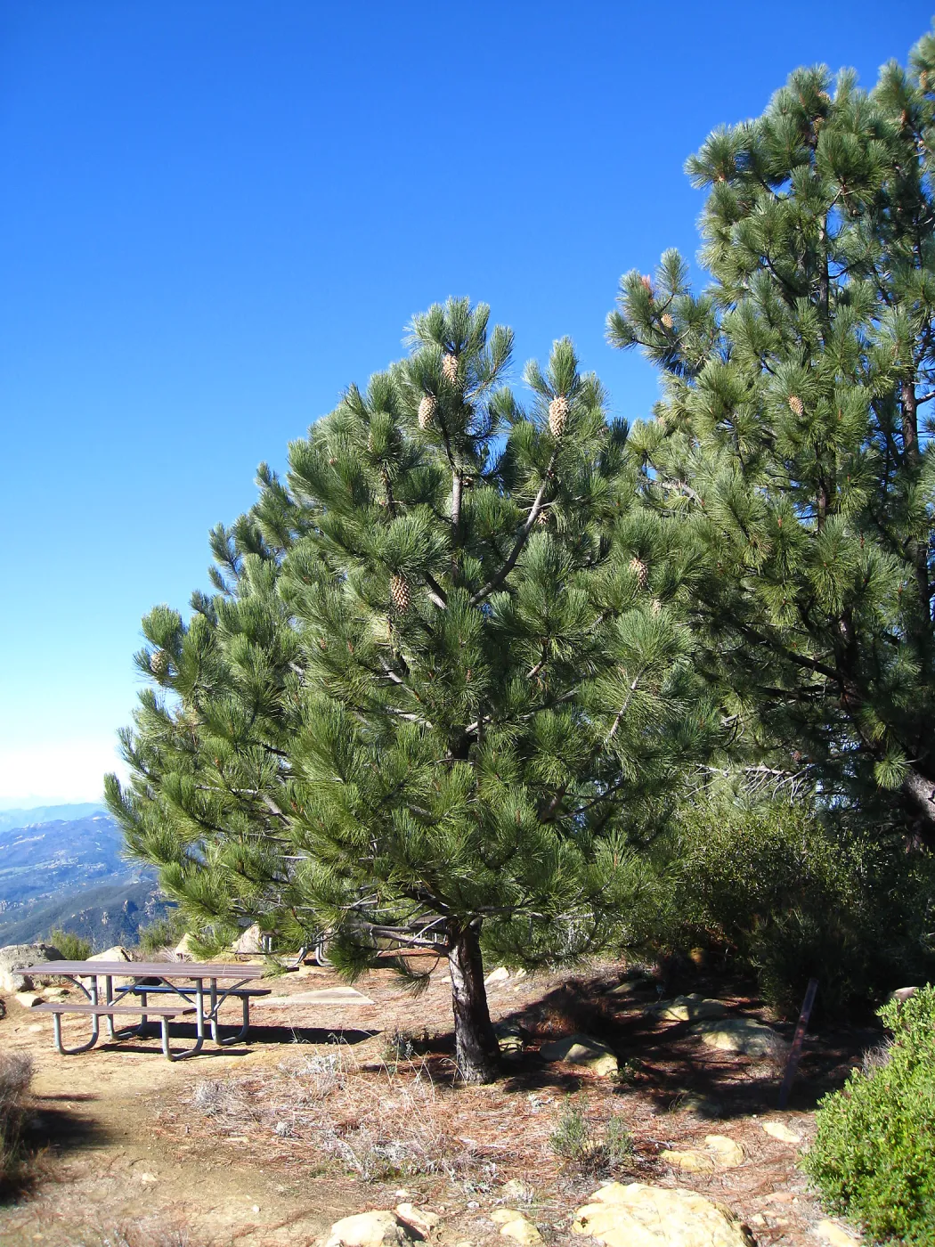 Pinus coulteri La Cumbre Peak east Camino Cielo