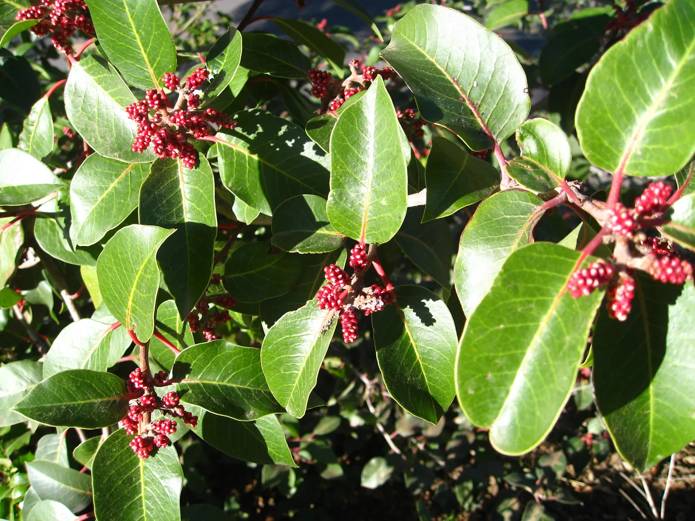 Rhus ovata on Porter Trail