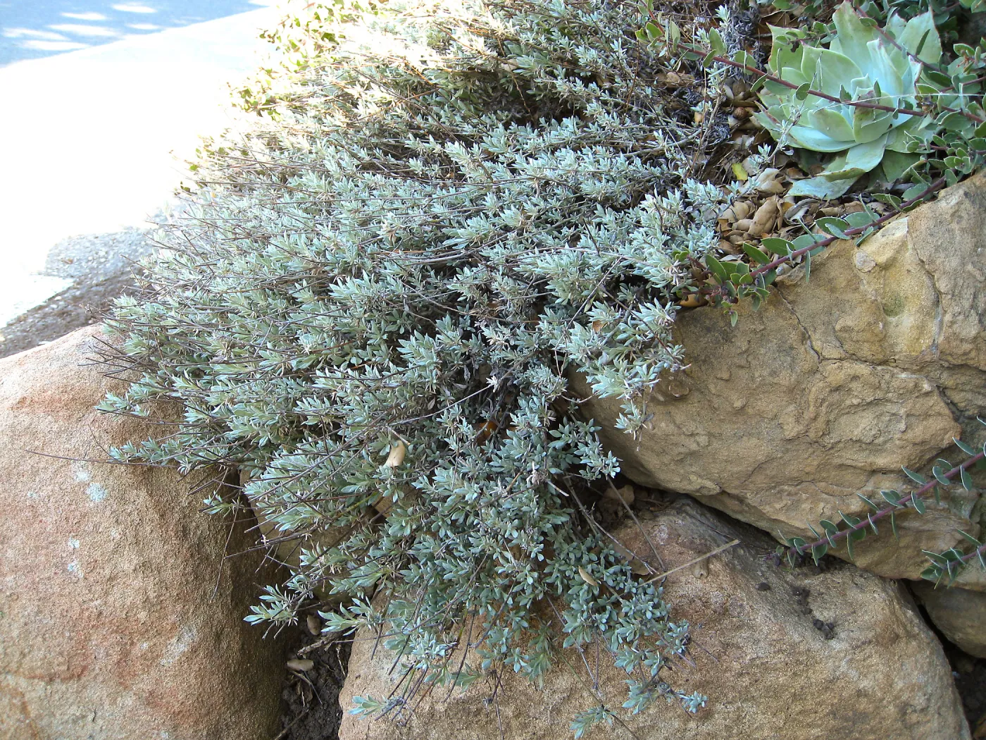 Eriogonum wrightii at Porter Trail steps