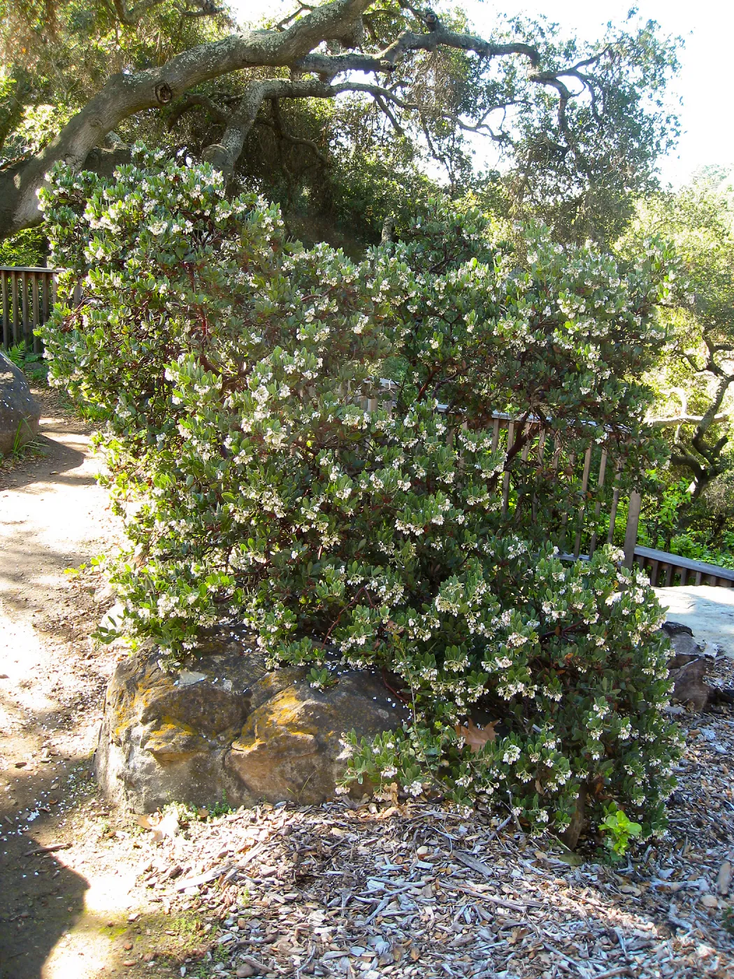 Arctostaphylos otayensis Manzanita section