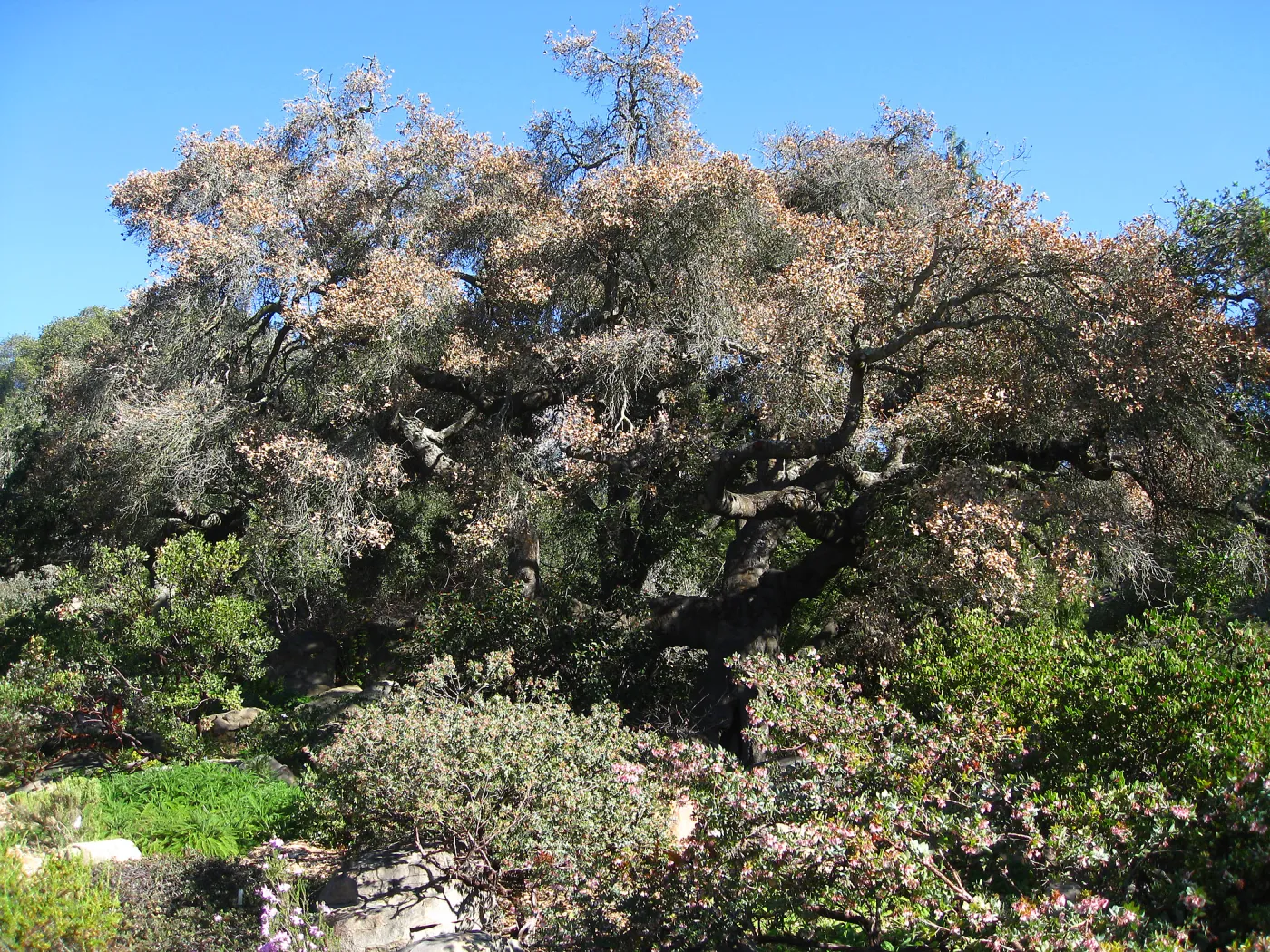 Quercus agrifolia in decline, Manzanita Section
