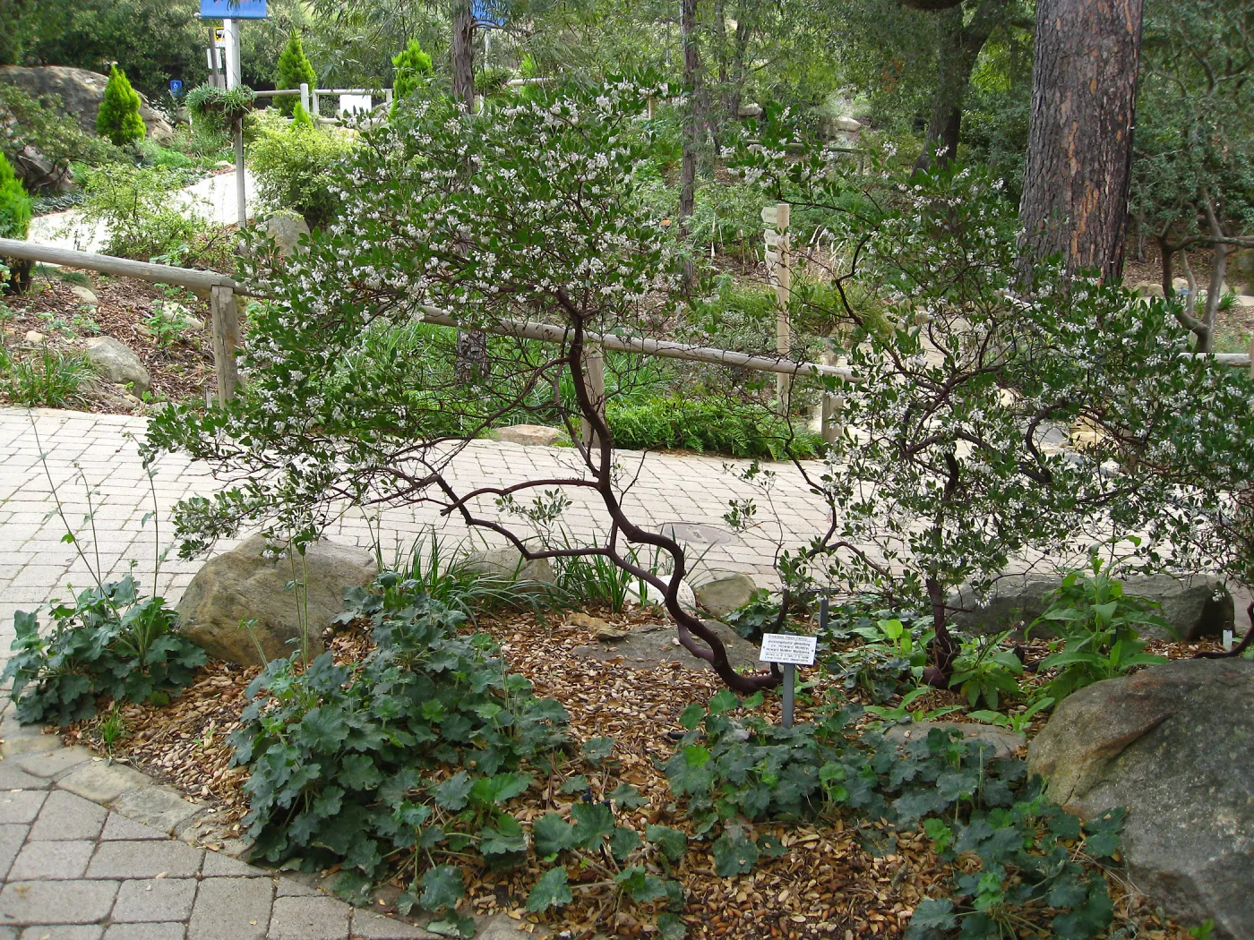 Howard McMinn manzanita and Heuchera Opal in front of gift shop