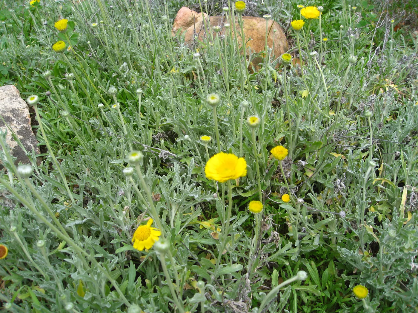 Baileya multiradiata, Desert Section