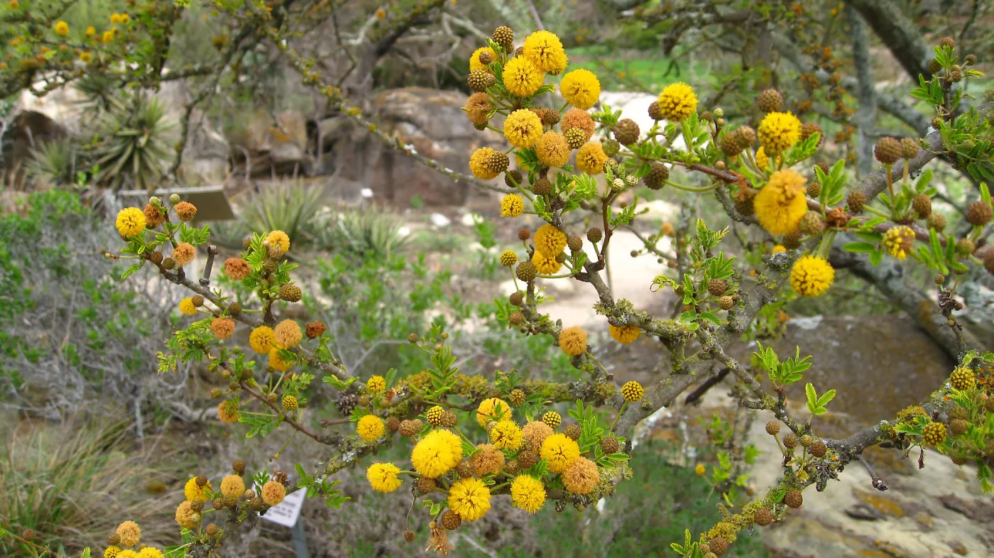 Closeup of Acacia farnsiana flowers and lichen, Desert Section