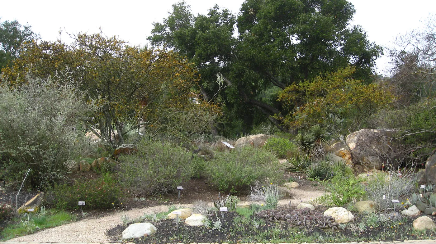 Desert Section