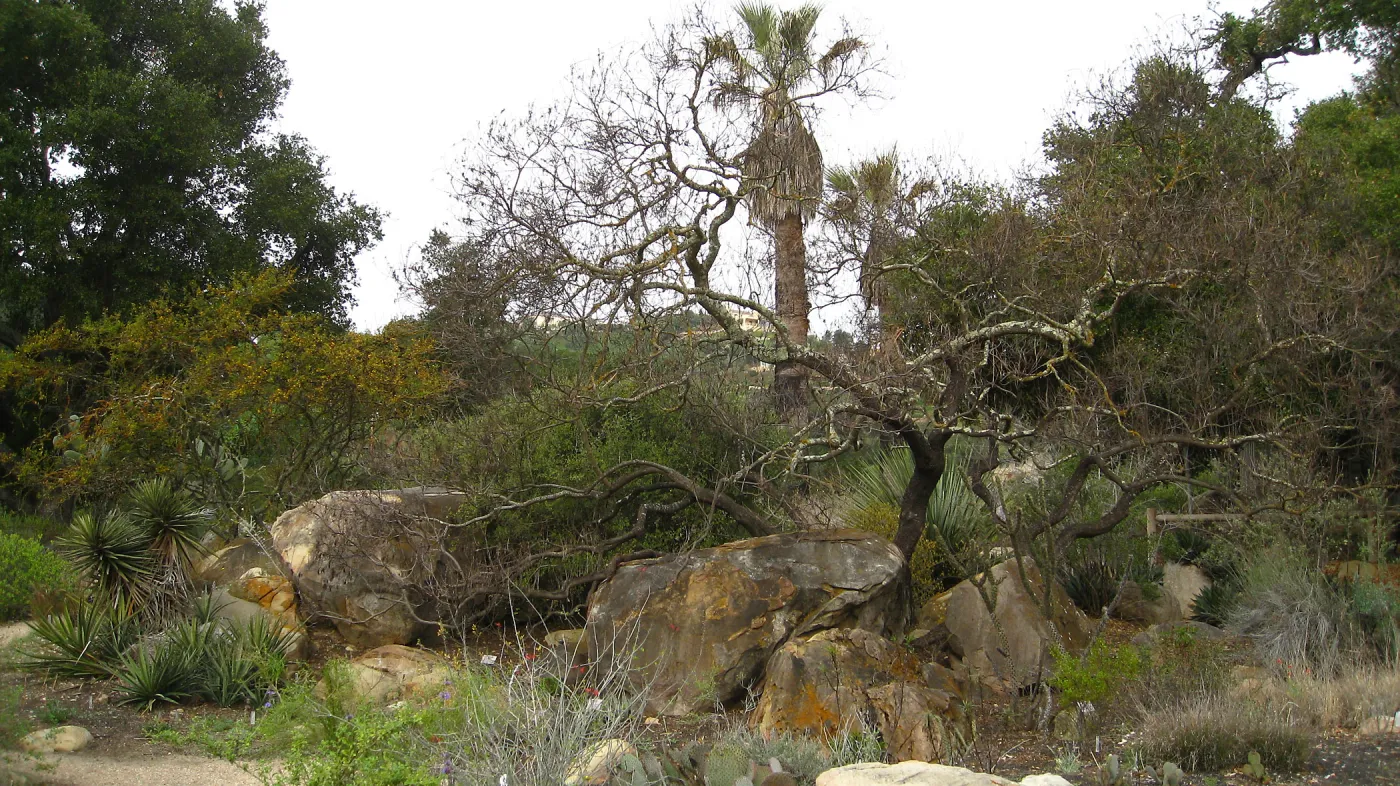 Desert Section