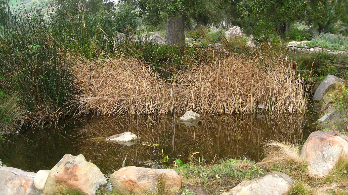 Cat Tails, Pond