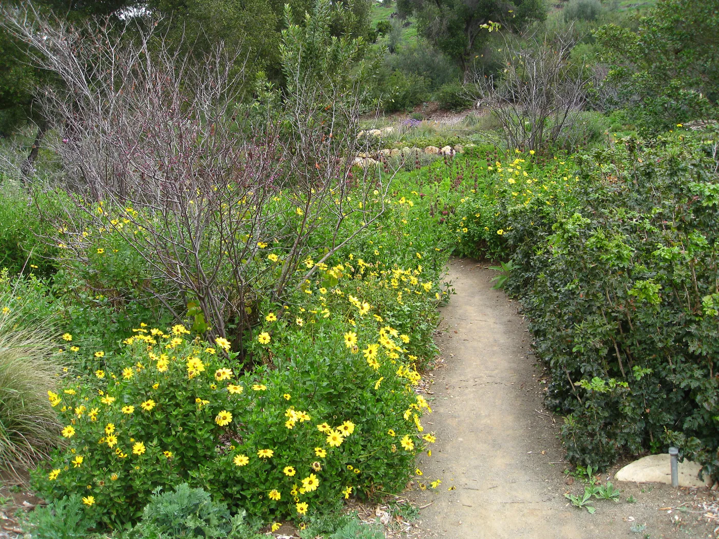 Encelia californica top of Meadow